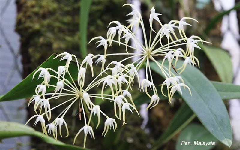 Bulbophyllum laxiflorum (Thailand), orchid species