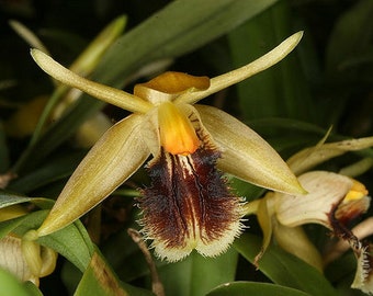 Coelogyne fimbriata, orchid species