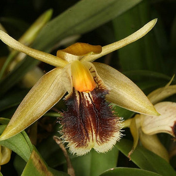 Coelogyne fimbriata, orchid species