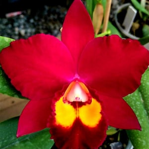 Pot Hawaiian Prominence 'America', orchid plant, SHIPPED IN POT