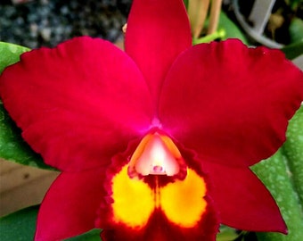 Pot Hawaiian Prominence 'America', orchid plant, shipped in pot