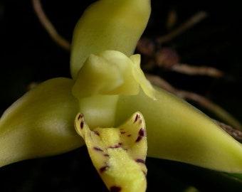 Maxillaria crassifolia, orchid species