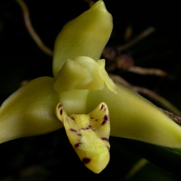 Maxillaria crassifolia, orchid species