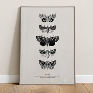 Vintage Moth Illustrations Digital Download