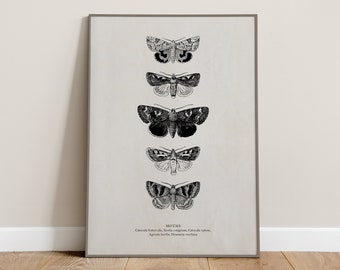 Vintage Moth Illustrations Digital Download