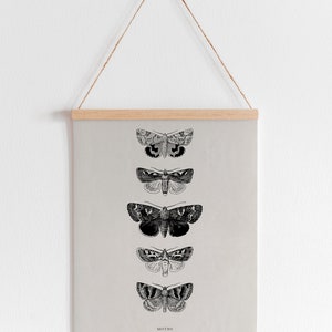 May include: A black and white illustration of five moths with their scientific names listed below. The moths are arranged vertically in a row, with the largest moth at the top and the smallest moth at the bottom. The background is a light gray color.