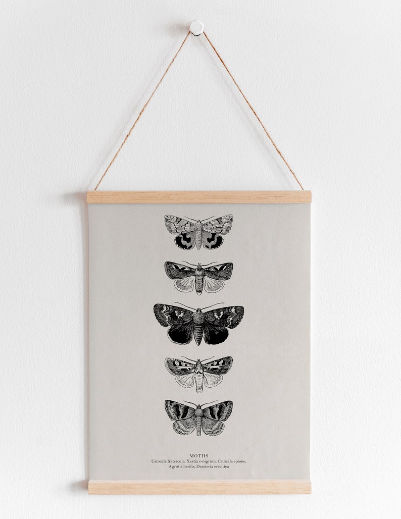May include: A black and white illustration of five moths with their scientific names listed below. The moths are arranged vertically in a row, with the largest moth at the top and the smallest moth at the bottom. The background is a light gray color.