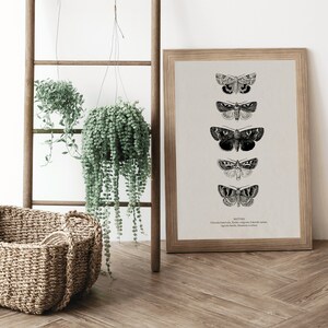 May include: A framed print of five black and white illustrations of moths, with the word "MOTHS" printed below the illustrations. The print is hanging on a white wall, next to a wooden ladder with two hanging plants.
