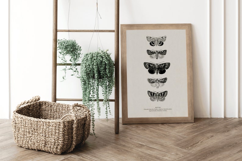 May include: A framed print of five black and white illustrations of moths, with the word "MOTHS" printed below the illustrations. The print is hanging on a white wall, next to a wooden ladder with two hanging plants.
