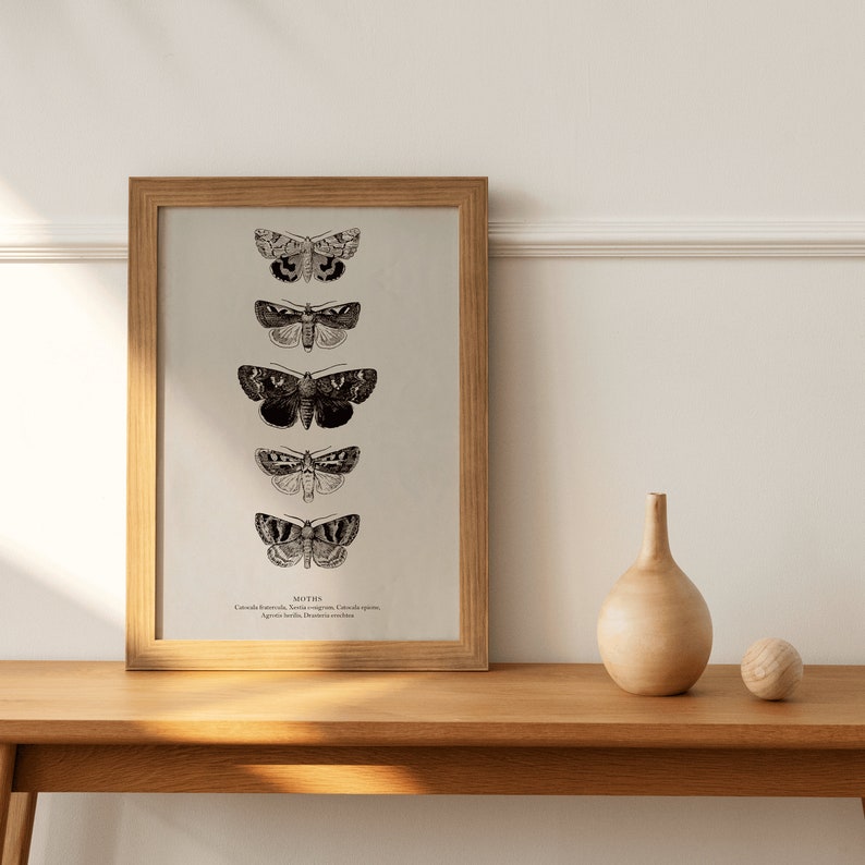 May include: A framed print of a vintage illustration of five moths with the word "MOTHS" and the scientific names of the moths listed below the image.