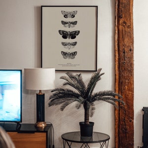 May include: A black framed print of five different moths with the word "MOTHS" at the bottom. The print is hanging on a white wall above a black and brown wooden cabinet. A potted palm tree sits on a black metal side table.