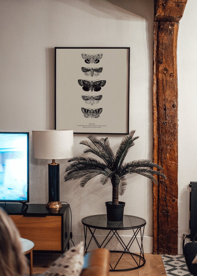 May include: A black framed print of five different moths with the word "MOTHS" at the bottom. The print is hanging on a white wall above a black and brown wooden cabinet. A potted palm tree sits on a black metal side table.