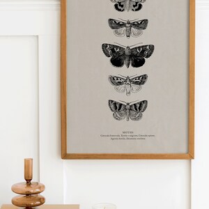 May include: A framed print of five black and white moth illustrations with their scientific names listed below: Catocala fratercula, Xestia o-nigrum, Catocala epione, Agrotis herilis, Drasteria erechthea.