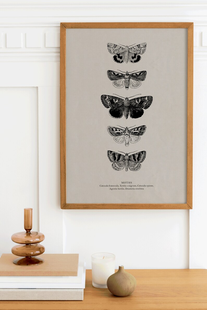 May include: A framed print of five black and white moth illustrations with their scientific names listed below: Catocala fratercula, Xestia o-nigrum, Catocala epione, Agrotis herilis, Drasteria erechthea.