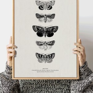 May include: A black and white vintage illustration of five different moths with their scientific names listed below: Catocala fratercula, Xestia c-nigrum, Catocala epione, Agrotis herilis, Drasteria erechtea.
