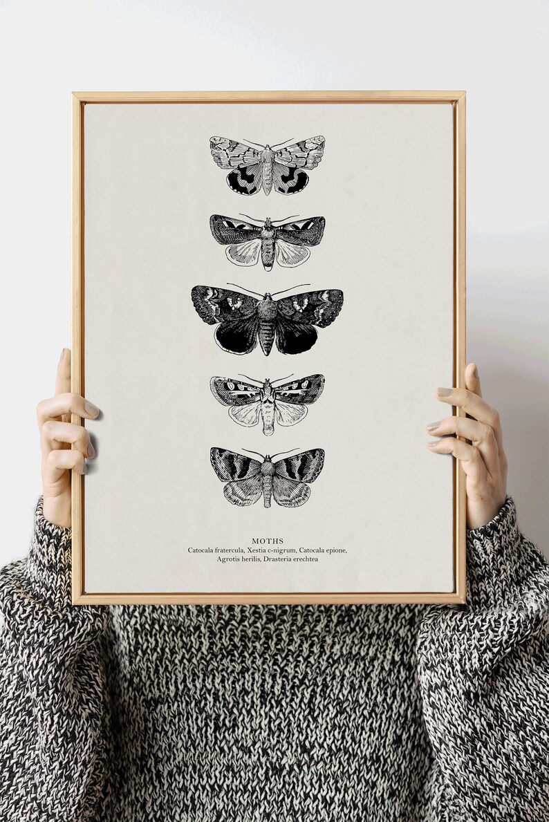 May include: A black and white vintage illustration of five different moths with their scientific names listed below: Catocala fratercula, Xestia c-nigrum, Catocala epione, Agrotis herilis, Drasteria erechtea.