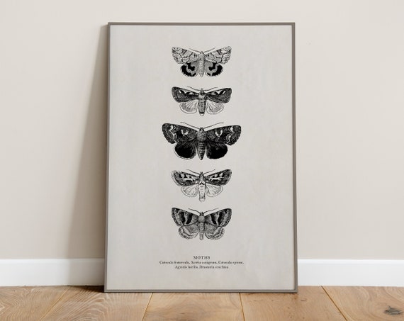 Vintage Moth Illustrations Digital Download