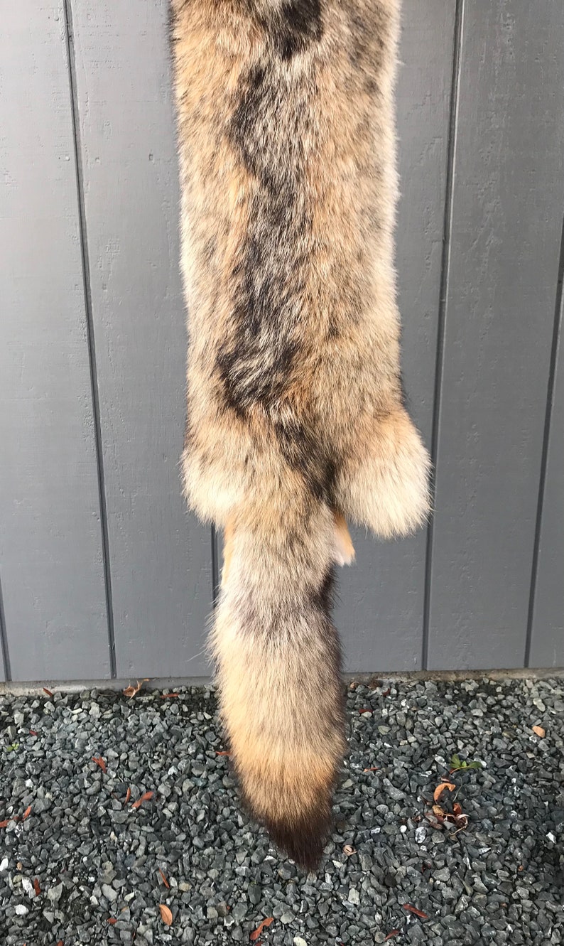 Tanned Coyote Pelt Coyote Hide Coyote Tube Pelt Cabin Decor Rustic