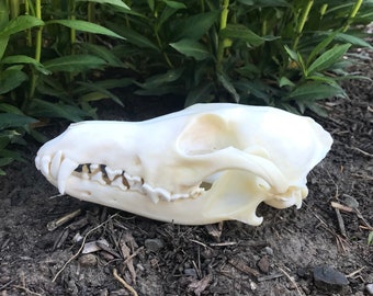 Nice Coyote Skull | Authentic Coyote Skull | Skull Art | Wildlife Display