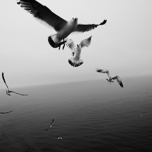 Photography print - Seagulls