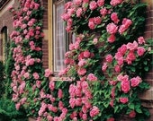 5 PINK CLIMBING ROSE Rosa Bush Vine Climber Fragrant Butterfly Flower Seeds