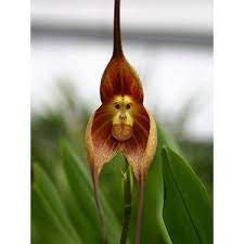 Monkey Orchid Seeds - 5 Seeds