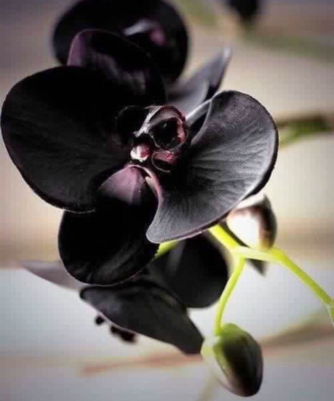 Black Orchid Flower Seed 5 Seeds Etsy
