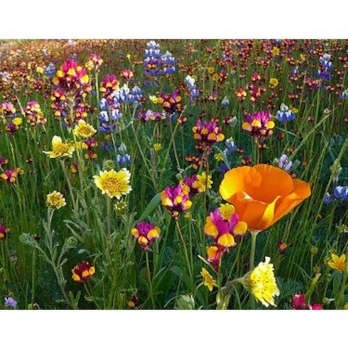 English Garden Seed Mix at Ruth Sparrow blog