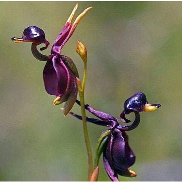 Duck Orchid Seed 5 Pieces