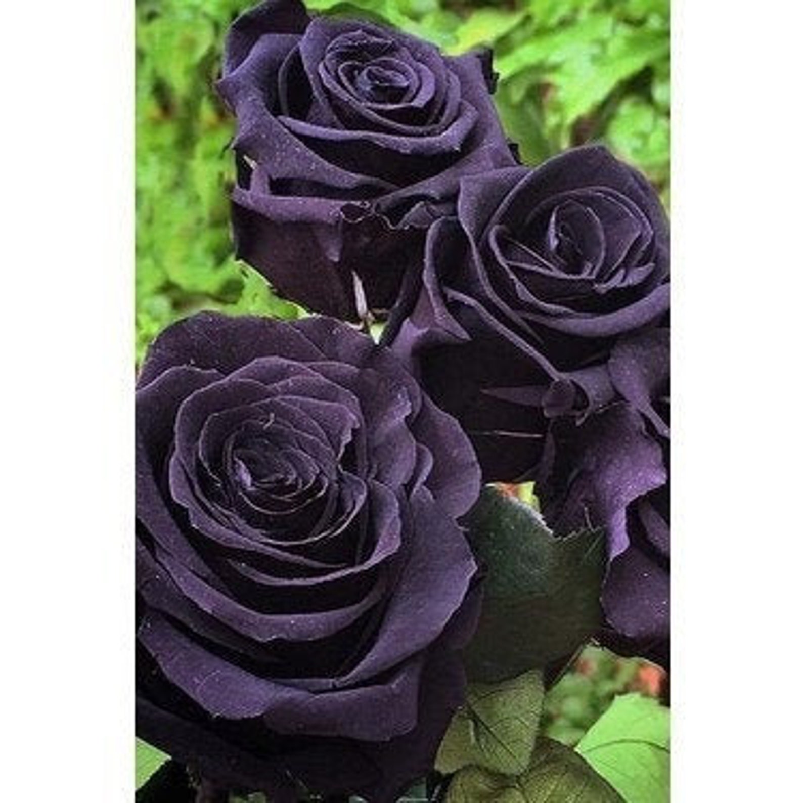 Какие есть розы по цвету. Черные розы Халфети. Блэк баккара цветы.
