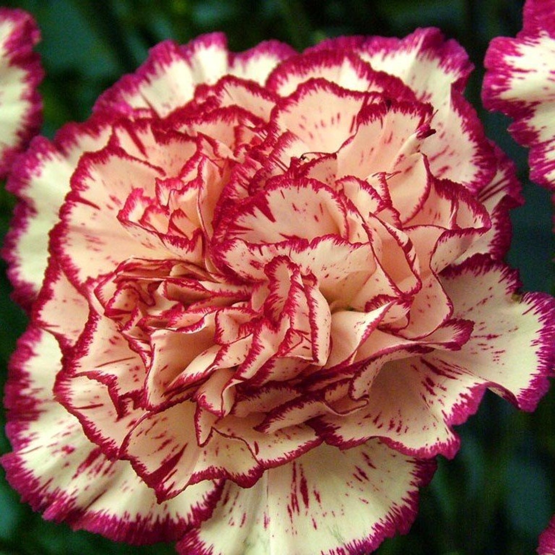 PERENNIAL Carnation Mix Seeds 6 Different Colors Extremely Etsy