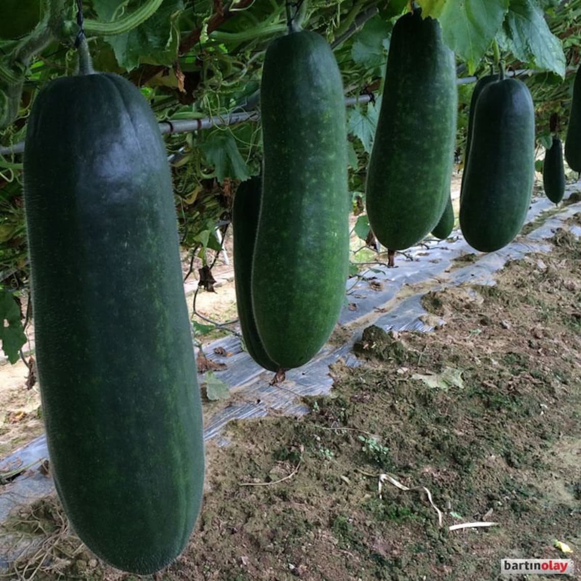 Giant Cucumber Seed 20 Seed Etsy
