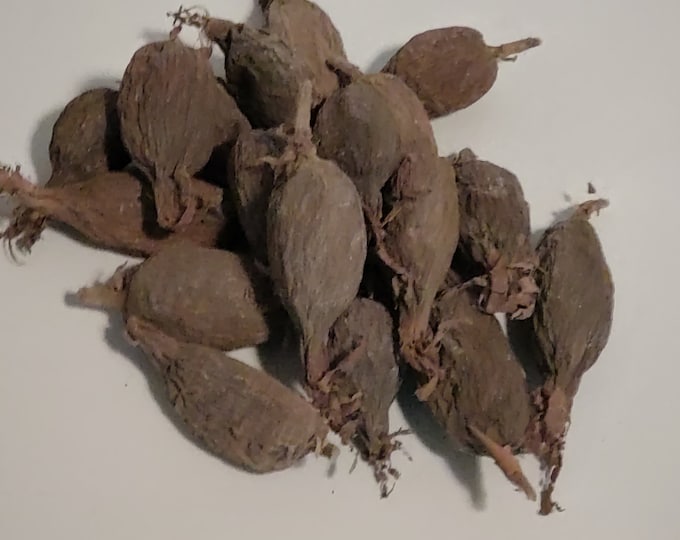 Alligator Pepper Pod Grain Of Paradise , 10 pods