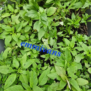 Nigerian Green Leaf Seeds , Efo Tete, Shoko , Amaranth , Efo Yanrin ,1oz (28g)