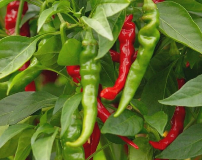 Emmivans Hot Mixed Pepper Long Thick Red Cayenne Pepper  Slim Chili Pepper Seeds. Non-GMO Pepper Seeds For Outdoor & Indoor Home Gardening
