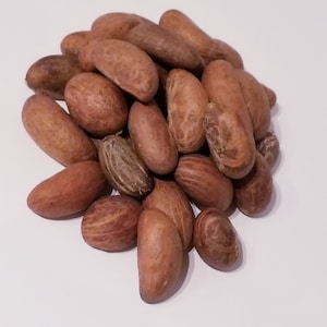 Bitter Kola Nut Garcinia kola image 2