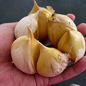 Garlic Elephant seed:0.15 OZ about 11 to 15 cloves Organic Fresh seeds cloves garlic elephant for planting, eating, growing your own garlic