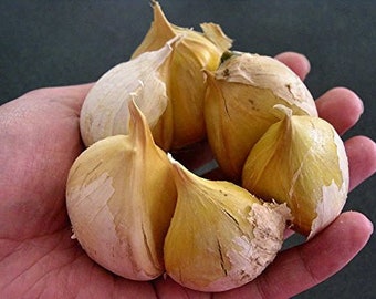 Garlic Elephant seed:0.15 OZ about 11 to 15 cloves Organic Fresh seeds cloves garlic elephant for planting, eating, growing your own garlic