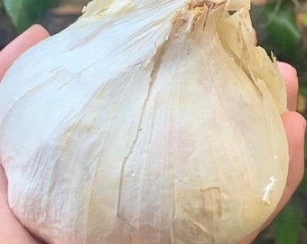 Elephant Garlic 2 Huge bulbs Fresh for Planting Eating size 0.10 - 0.15 OZ