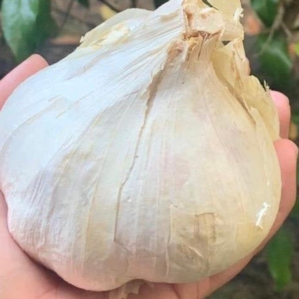 Elephant Garlic 2 Huge bulbs Fresh for Planting Eating size 0.10 - 0.15 OZ