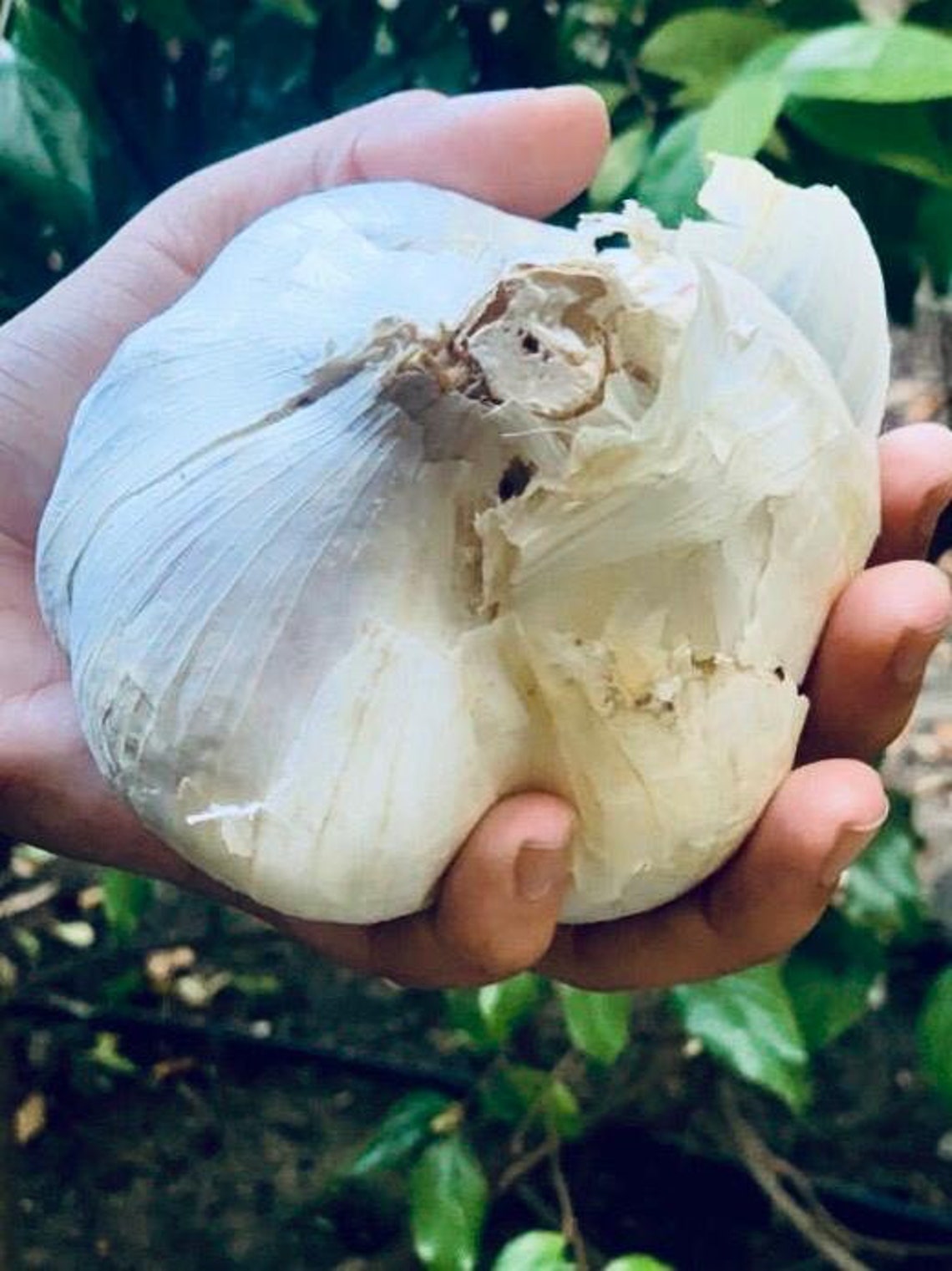 Elephant Garlic 2 Huge Bulbs Fresh for Planting Eating Size Etsy