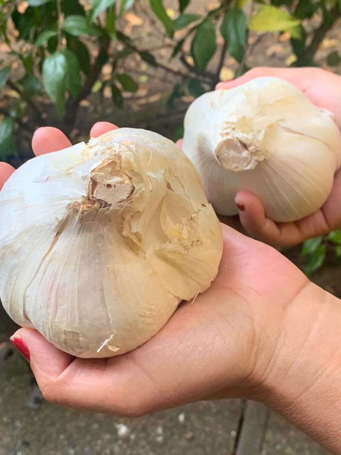 Elephant Garlic 2 Huge bulbs Fresh for Planting Eating size Etsy