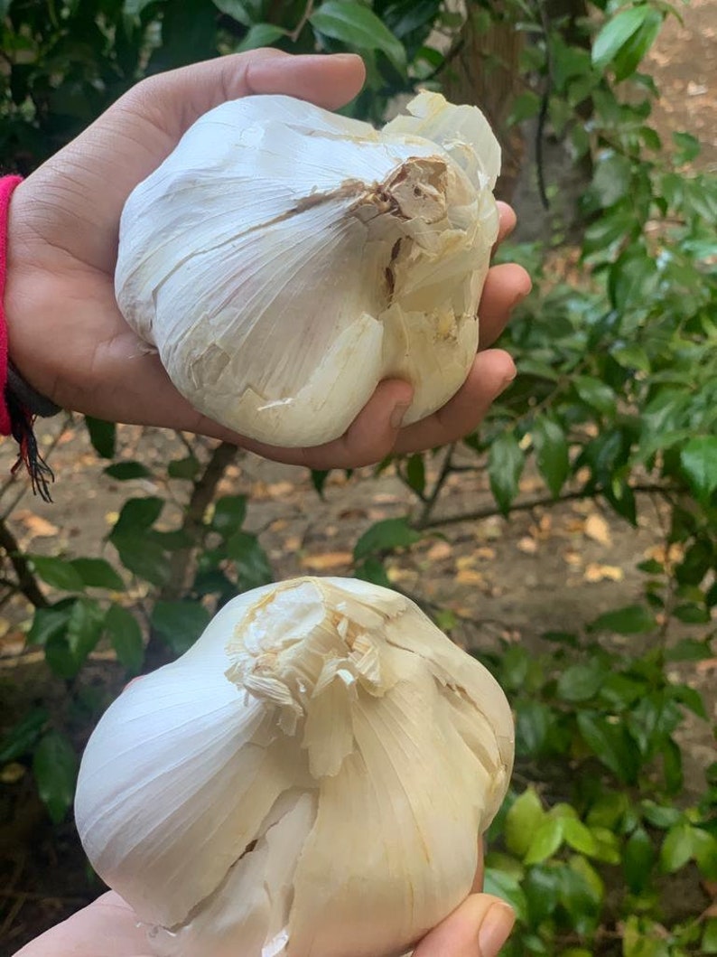 Elephant Garlic 2 Huge bulbs Fresh for Planting Eating