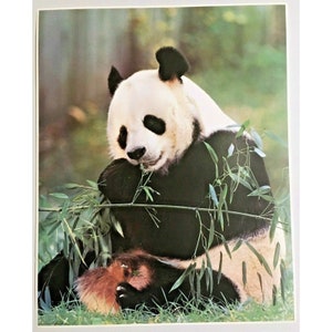 Panda Bear Poster Print with Bamboo Vintage Wall Art Impact 1980s Images #1488
