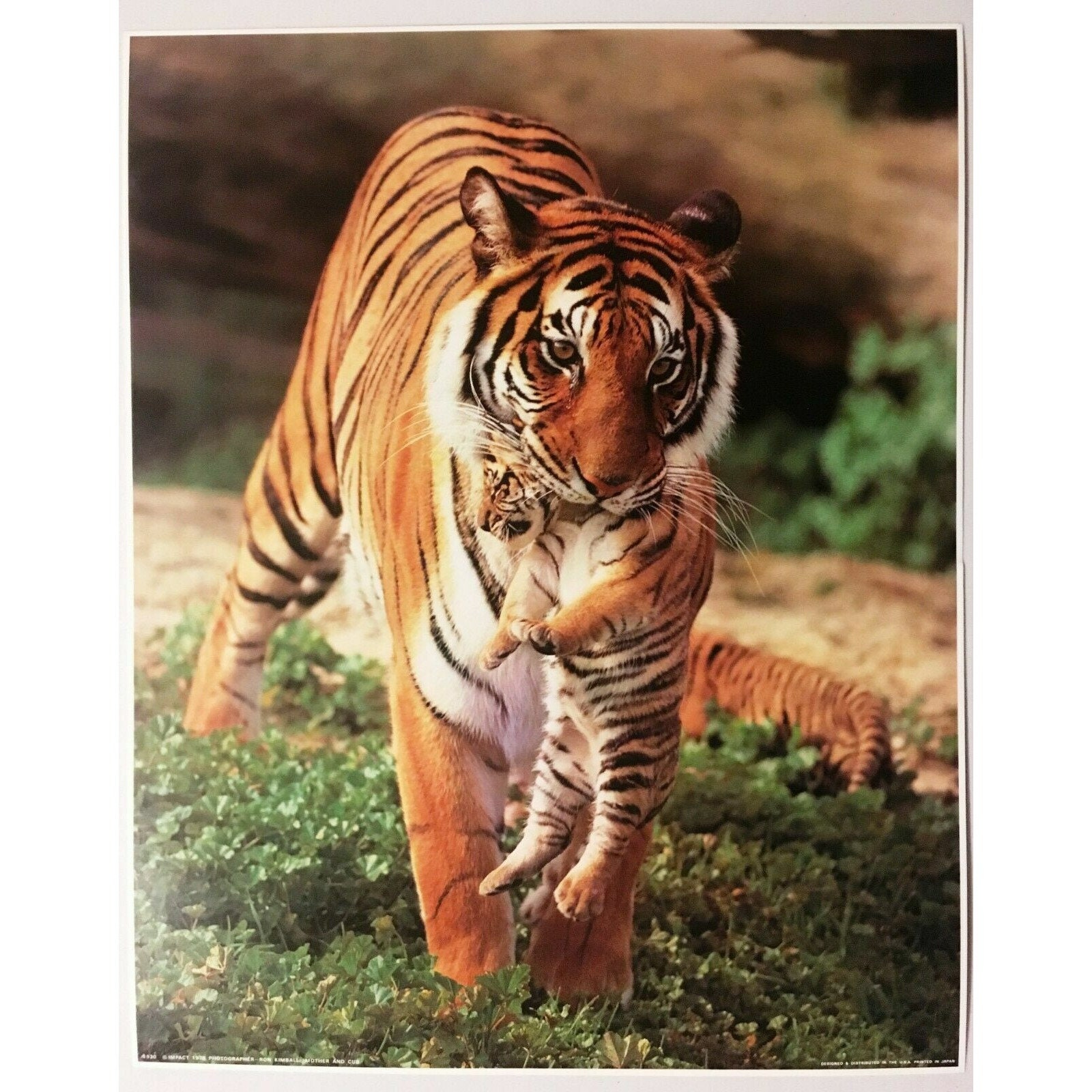 Bengal Tiger, Sean Bollar Lithograph, Signed in Pencil