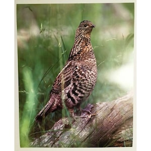 Grouse Poster Print 1985 Wood Wildlife Lithograph Vintage Art Hunting Cabin Cave