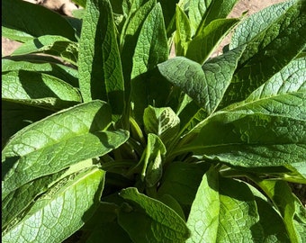 Herbs Mugwort + Comfrey + Nettle + Mullein Grown in Western Mass Bulk Homegrown Naturally Grown 1/2-2oz Apothecary, Culinary, Aromatherapy