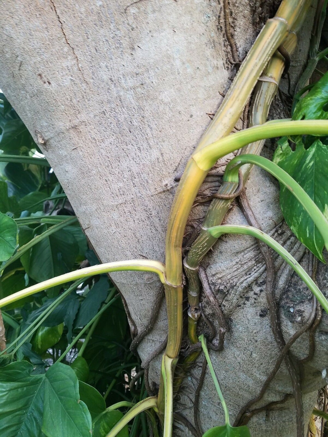 Variegated Golden Giant Pothos Hawaiian Epipremnum pinnatum Etsy