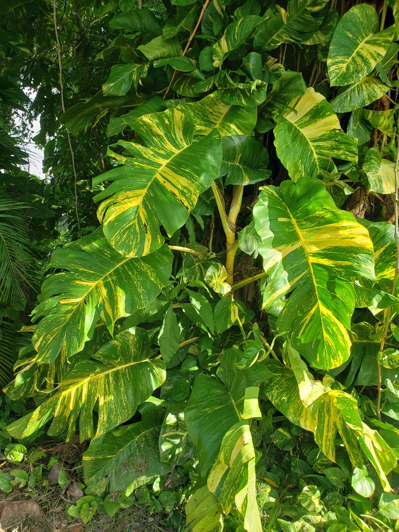 Variegated Golden Giant Pothos Pothos Plant