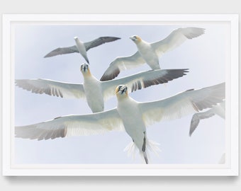 Nordische Gannets im Flug, Nord gannet, Gannet im Flug Foto, Vogelbeobacher Geschenk, Gannet Fotoprint, Shetland, Noss